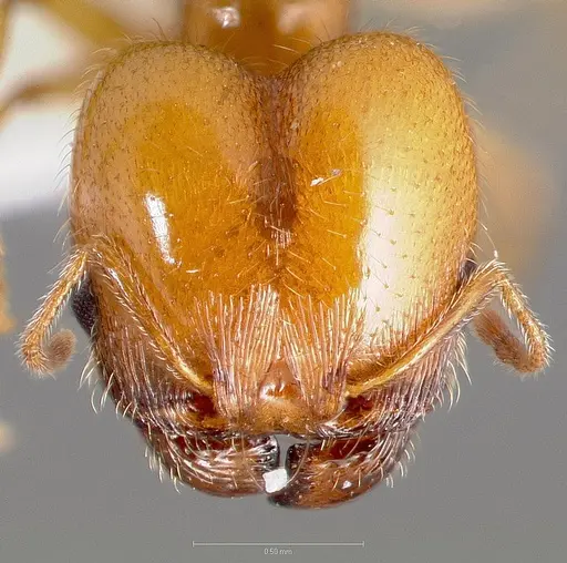 Pheidole yaqui specimen CASENT0005775 image casent0005775_2