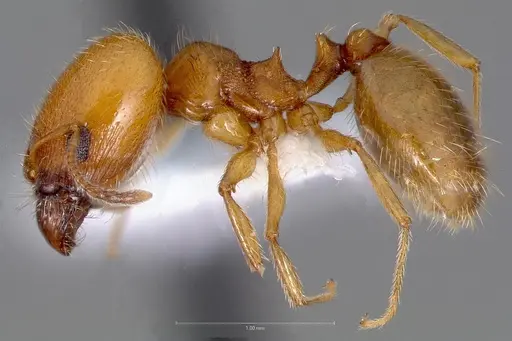 Pheidole yaqui specimen CASENT0005775 image casent0005775_3