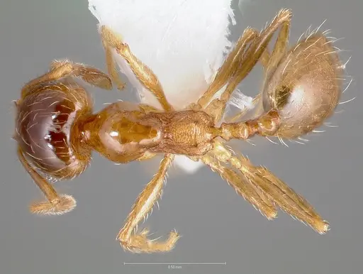 Pheidole yaqui specimen CASENT0005776 image casent0005776_1
