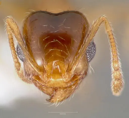 Pheidole yaqui specimen CASENT0005776 image casent0005776_2