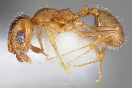 Pheidole yaqui specimen CASENT0005776 image casent0005776_3