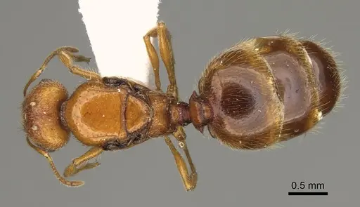 Pheidole yaqui specimen CASENT0863105 image casent0863105_1