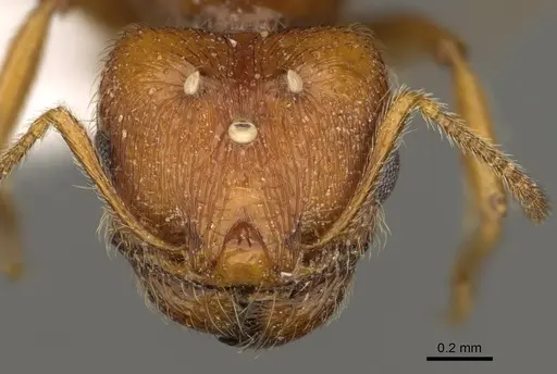 Pheidole yaqui specimen CASENT0863105 image casent0863105_2