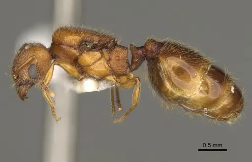 Pheidole yaqui specimen CASENT0863105 image casent0863105_3