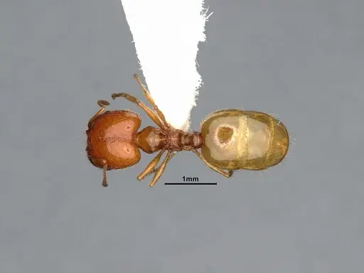 Pheidole yaqui specimen CASENT4031427 image casent4031427_1
