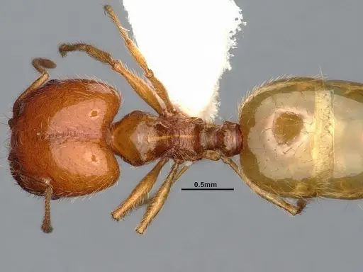 Pheidole yaqui specimen CASENT4031427 image casent4031427_2