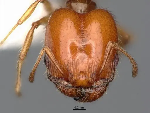 Pheidole yaqui specimen CASENT4031427 image casent4031427_3