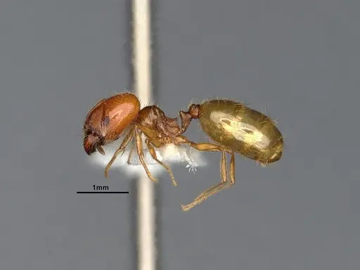 Pheidole yaqui specimen CASENT4031427 image casent4031427_4