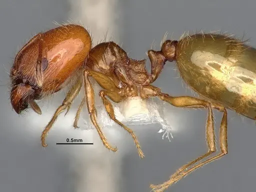 Pheidole yaqui specimen CASENT4031427 image casent4031427_5
