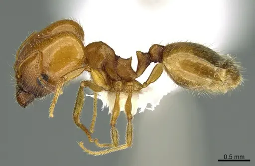 Pheidole yaqui specimen CASENT8368290 image casent8368290_1