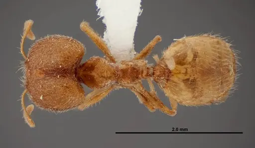 Pheidole yaqui specimen FMNHINS0000062692 image fmnhins0000062692_1