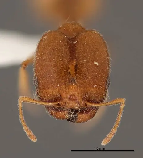 Pheidole yaqui specimen FMNHINS0000062692 image fmnhins0000062692_2