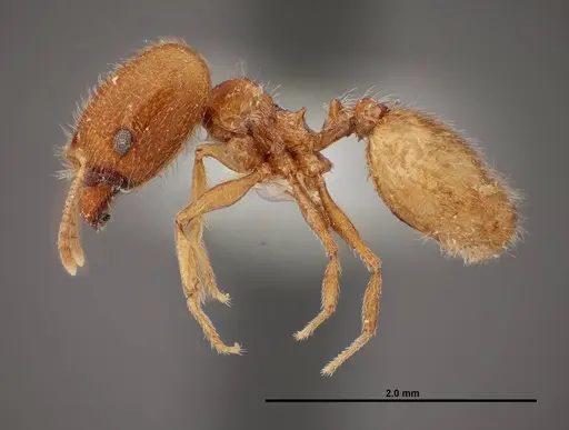 Pheidole yaqui specimen FMNHINS0000062692 image fmnhins0000062692_3