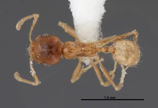 Pheidole yaqui specimen FMNHINS0000062793 image fmnhins0000062793_1