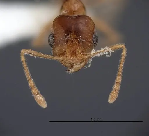 Pheidole yaqui specimen FMNHINS0000062793 image fmnhins0000062793_2