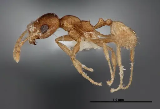 Pheidole yaqui specimen FMNHINS0000062793 image fmnhins0000062793_3