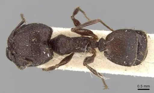 Pheidole yeensis specimen CASENT0281656 image casent0281656_1