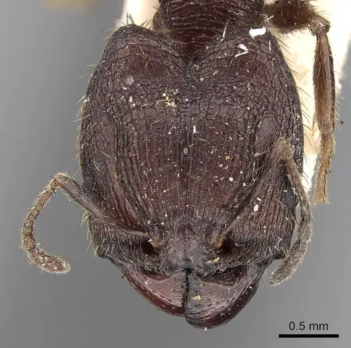 Pheidole yeensis specimen CASENT0281656 image casent0281656_2