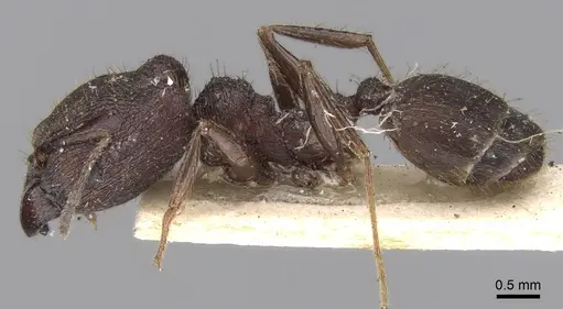 Pheidole yeensis specimen CASENT0281656 image casent0281656_3