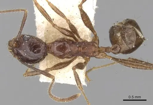Pheidole yeensis specimen CASENT0281657 image casent0281657_1
