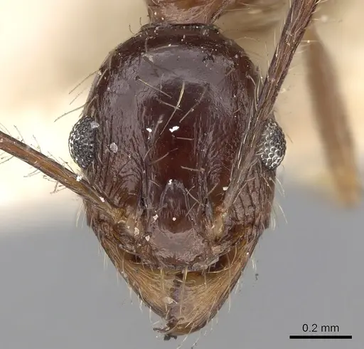 Pheidole yeensis specimen CASENT0281657 image casent0281657_2