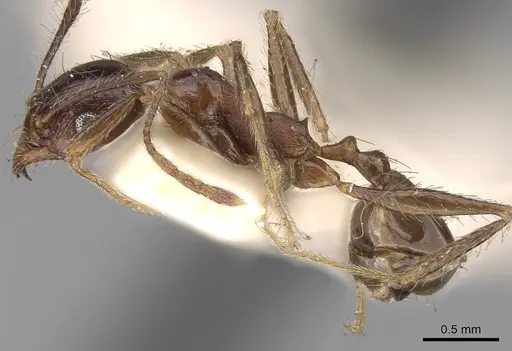 Pheidole yeensis specimen CASENT0281657 image casent0281657_3