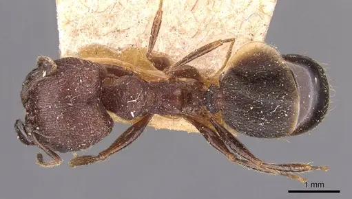 Pheidole yeensis specimen CASENT0907965 image casent0907965_1