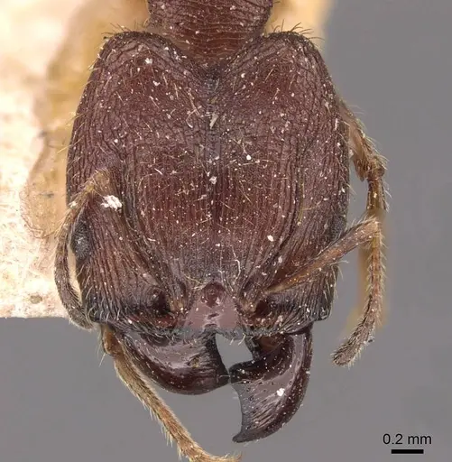 Pheidole yeensis specimen CASENT0907965 image casent0907965_2