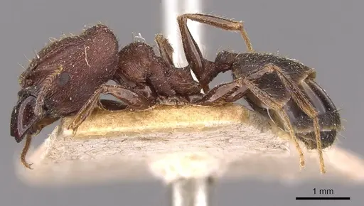 Pheidole yeensis specimen CASENT0907965 image casent0907965_3