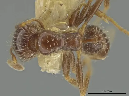 Pheidole yucatana specimen CASENT0645895 image casent0645895_1
