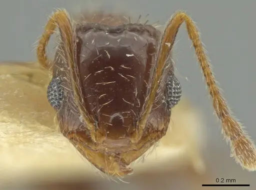 Pheidole yucatana specimen CASENT0645895 image casent0645895_2