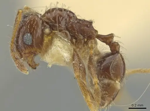 Pheidole yucatana specimen CASENT0645895 image casent0645895_3