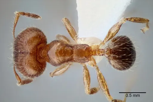 Pheidole yucatana specimen CASENT0649700 image casent0649700_1