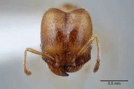 Pheidole yucatana specimen CASENT0649700 image casent0649700_2
