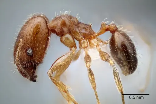 Pheidole yucatana specimen CASENT0649700 image casent0649700_3