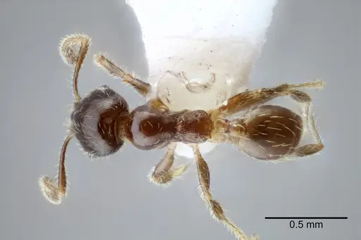 Pheidole yucatana specimen CASENT0649701 image casent0649701_1
