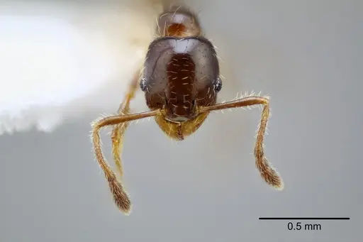 Pheidole yucatana specimen CASENT0649701 image casent0649701_2