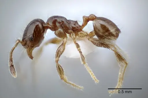 Pheidole yucatana specimen CASENT0649701 image casent0649701_3