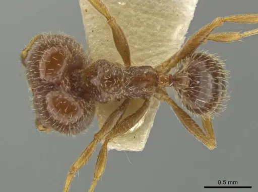 Pheidole yucatana specimen JTLC000016579 image jtlc000016579_1
