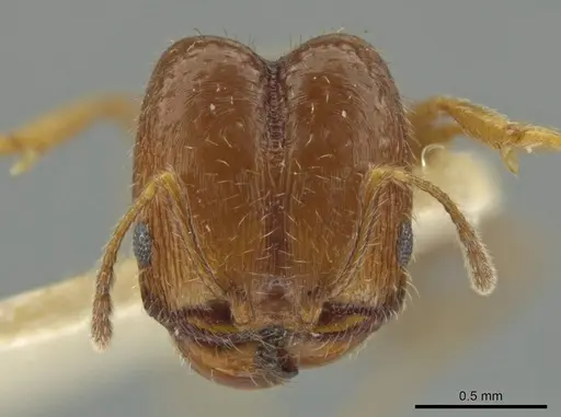 Pheidole yucatana specimen JTLC000016579 image jtlc000016579_2