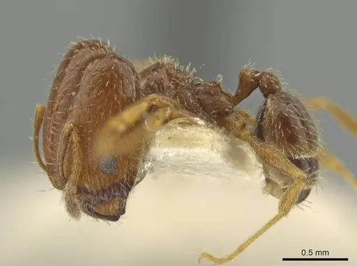 Pheidole yucatana specimen JTLC000016579 image jtlc000016579_3