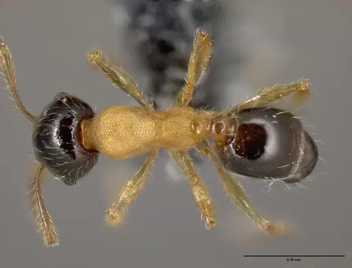 Pheidole zannia specimen CASENT0615627 image casent0615627_1