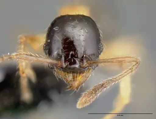 Pheidole zannia specimen CASENT0615627 image casent0615627_2