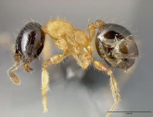 Pheidole zannia specimen CASENT0615627 image casent0615627_3