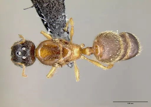 Pheidole zannia specimen CASENT0615630 image casent0615630_1