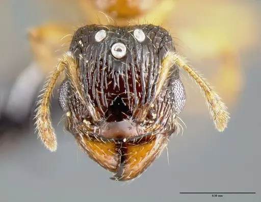 Pheidole zannia specimen CASENT0615630 image casent0615630_2