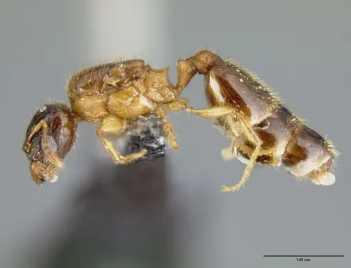 Pheidole zannia specimen CASENT0615630 image casent0615630_3