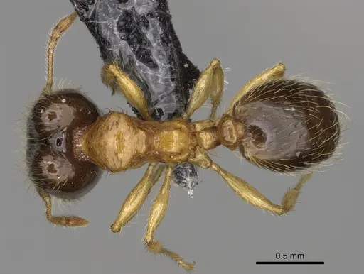 Pheidole zannia specimen CASENT0615634 image casent0615634_1