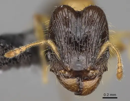 Pheidole zannia specimen CASENT0615634 image casent0615634_2