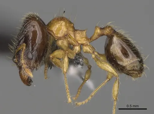 Pheidole zannia specimen CASENT0615634 image casent0615634_3